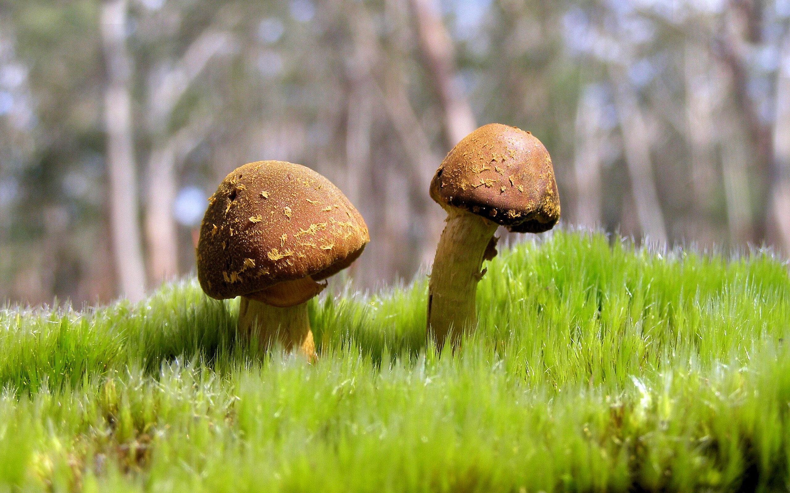Grassroots足球发展资助项目申报指南,足球发展政策